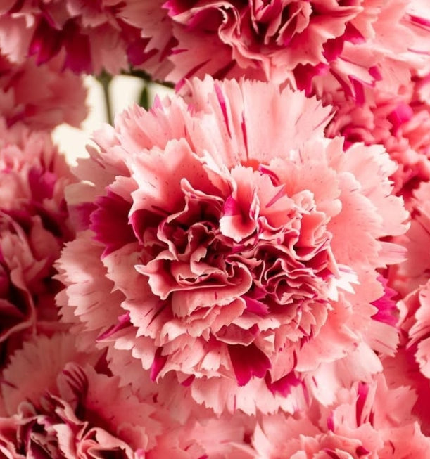 Dianthus caryophyllus 'Nobbio Cabaret pink' 100 Seeds