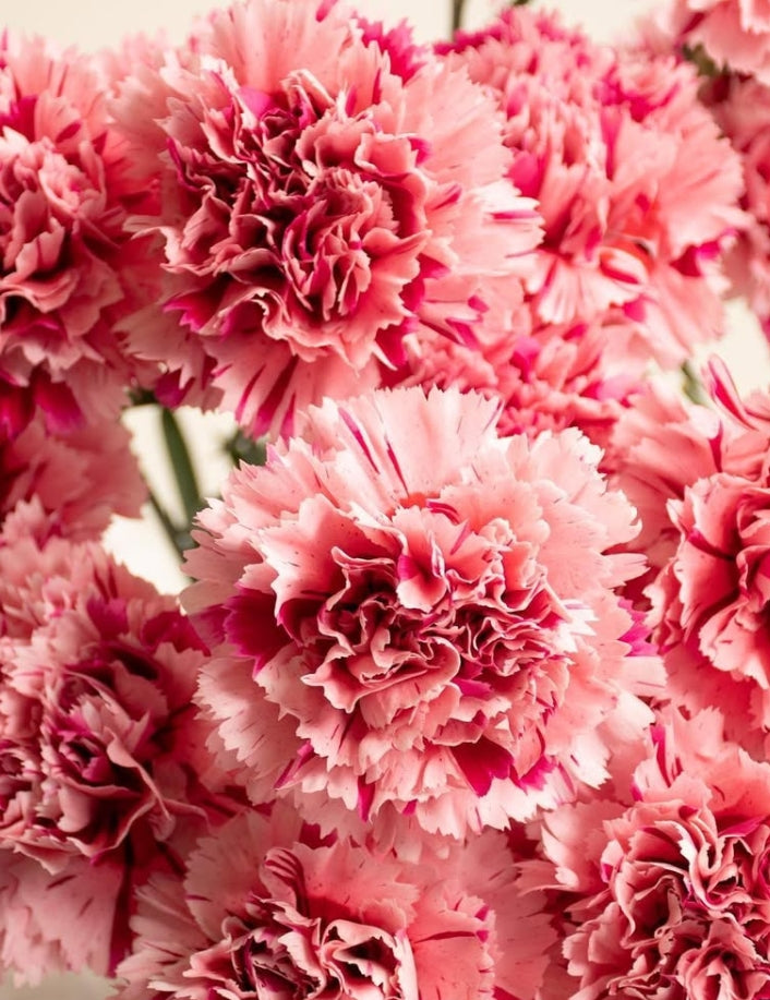 Dianthus caryophyllus 'Nobbio Cabaret pink' 100 Seeds