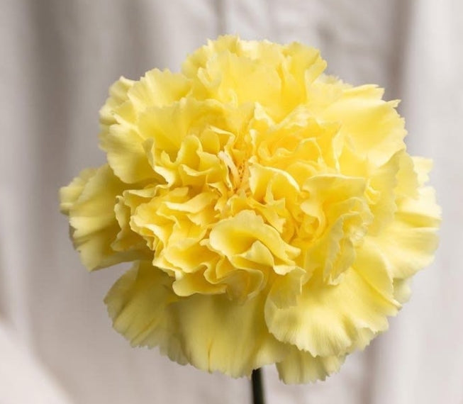 Dianthus caryophyllus 'Mimosa' 100 Seeds