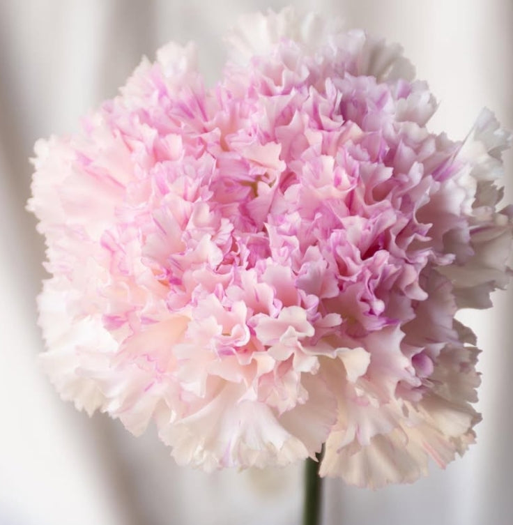 Dianthus caryophyllus 'Shalala pico' 100 Seeds