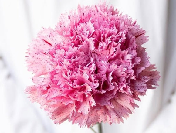 Dianthus caryophyllus 'Tsubu ichigo' 100 Seeds