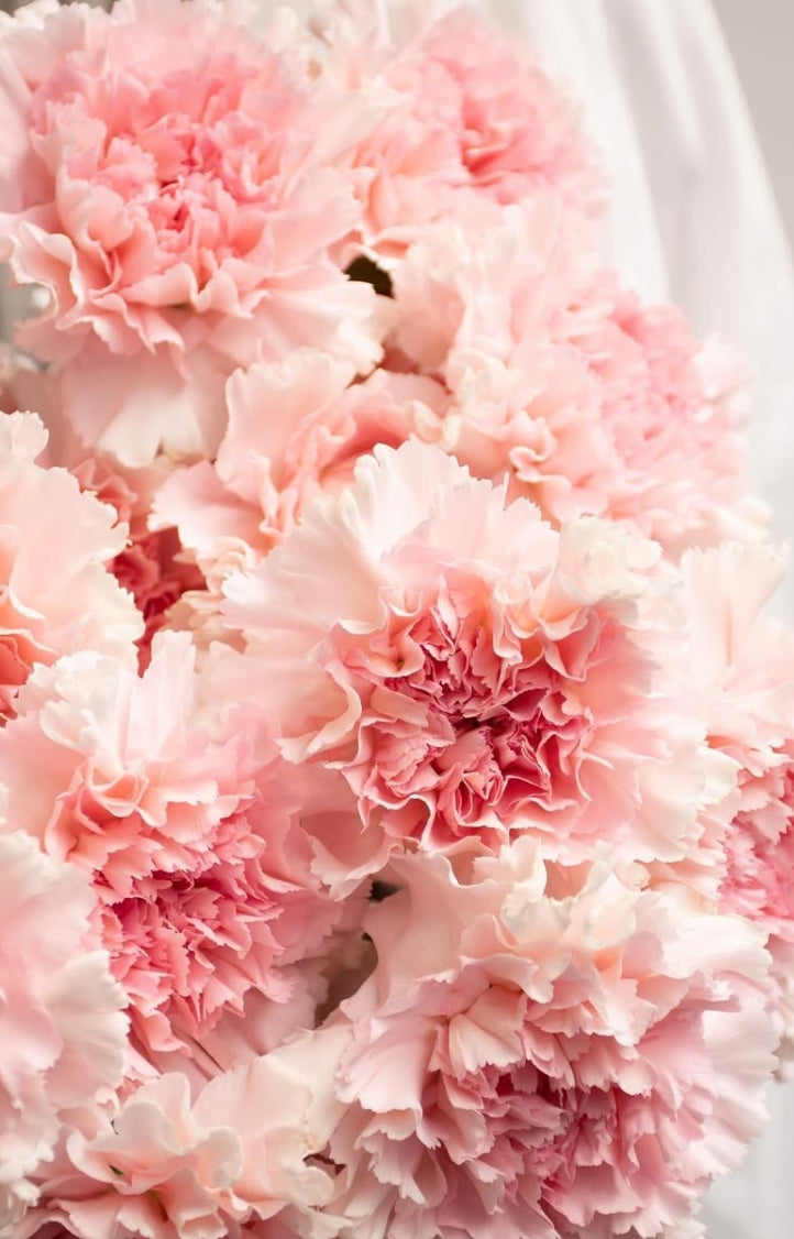 Dianthus caryophyllus 'Haruiro' 100 Seeds