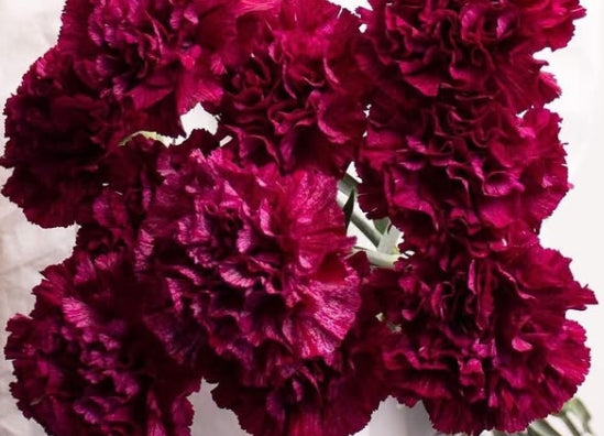 Dianthus caryophyllus 'Rodomu' 100 Seeds