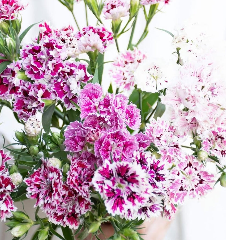 Dianthus 'Kensington mix' 100 Seeds