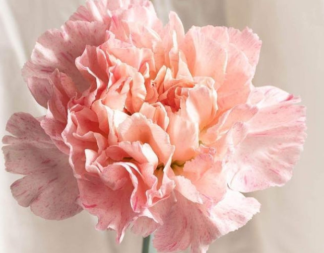 Dianthus caryophyllus 'Sakura minami' 100 Seeds