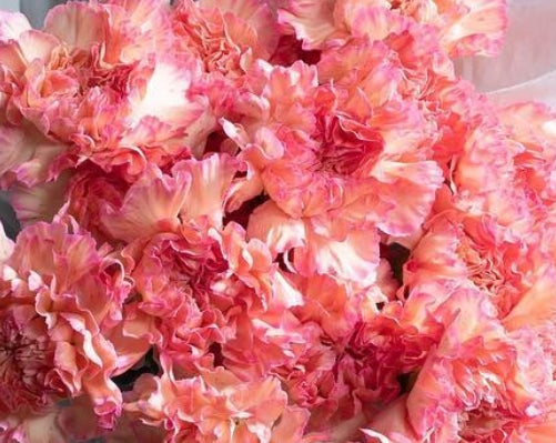 Dianthus caryophyllus 'Orange minami' 100 Seeds