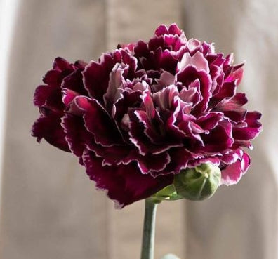 Dianthus caryophyllus 'Minerva' 100 Seeds
