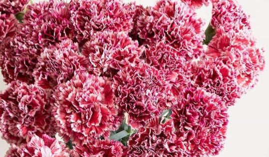 Dianthus caryophyllus 'Nobbio striato pink' 100 Seeds