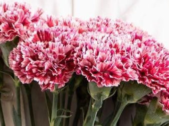 Dianthus caryophyllus 'Nobbio striato pink' 100 Seeds