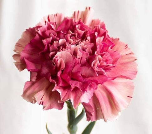 Dianthus caryophyllus 'Viperwine' 100 Seeds