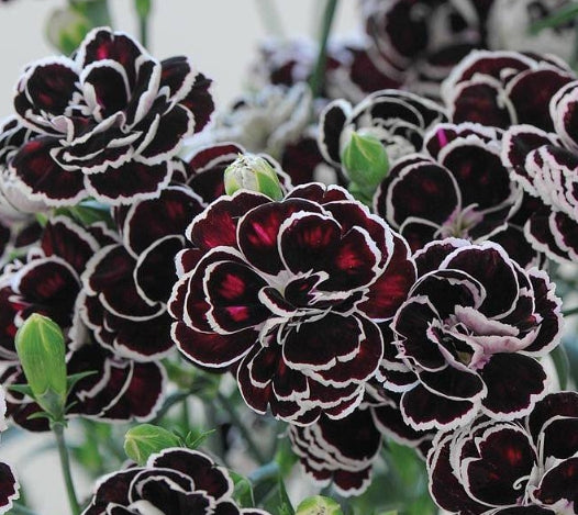 Dianthus 'Blackjack' 100 Seeds