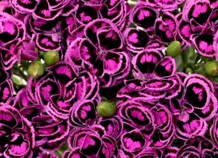Dianthus 'Tropic butterfly' 100 Seeds