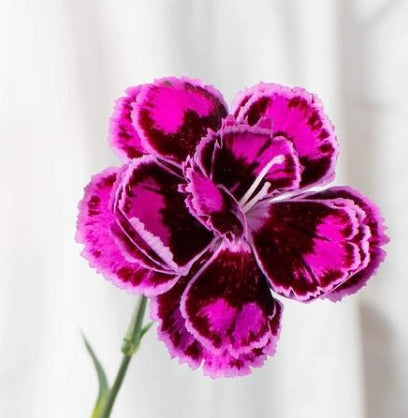 Dianthus 'Tropic butterfly' 100 Seeds