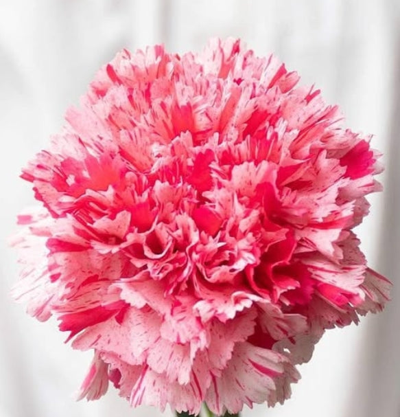 Dianthus caryophyllus 'Pop music' 100 Seeds