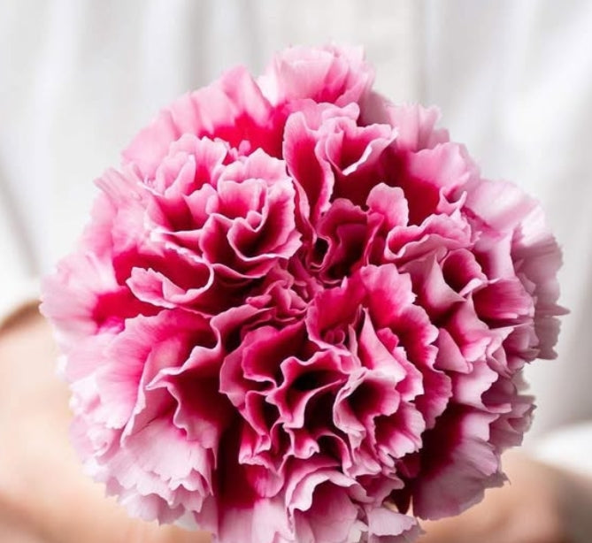 Dianthus caryophyllus 'Perseus' 100 Seeds