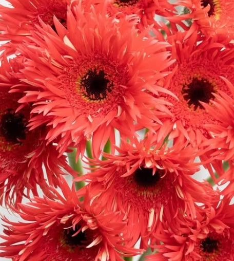Gerbera ’Courtois’ 50 Seeds