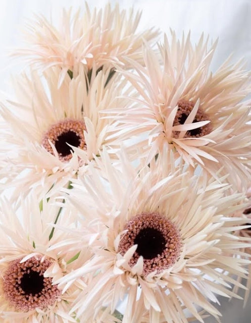 Gerbera ‘Cream Springs’ 50 Seeds