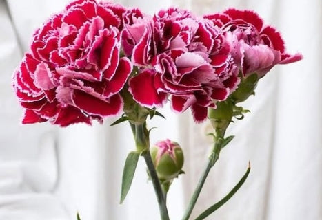Dianthus 'Barbatos' 100 Seeds