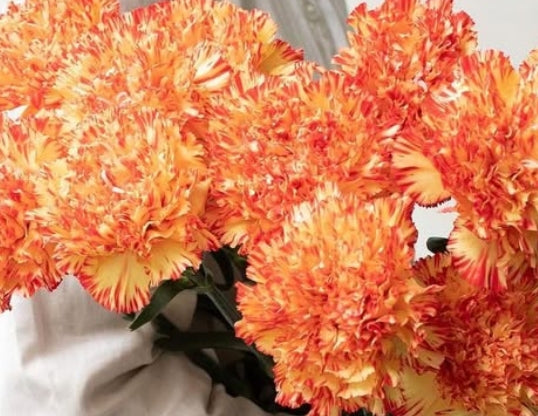 Dianthus caryophyllus 'Gimlet' 100 Seeds