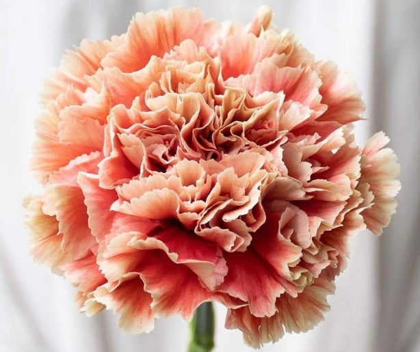 Dianthus caryophyllus 'Primero mango' 100 Seeds