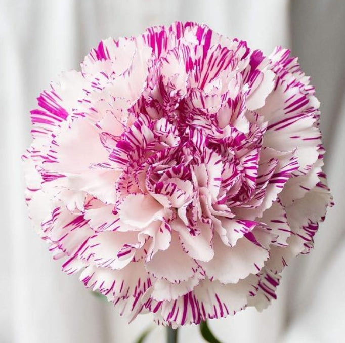 Dianthus caryophyllus 'Yukari' 100 Seeds