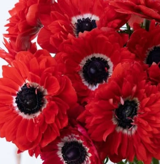 Anemone coronaria’ Levante Rosso’ 6 Bulbs