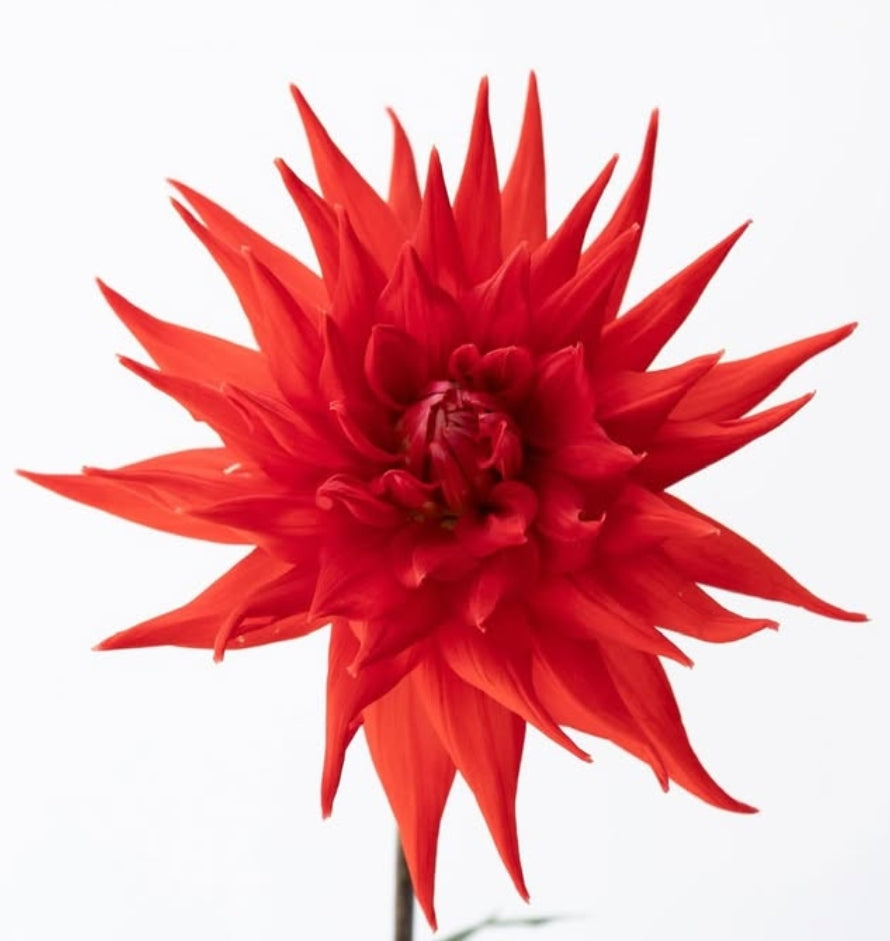 Dahlia ’Red cactus’ 100 Seeds