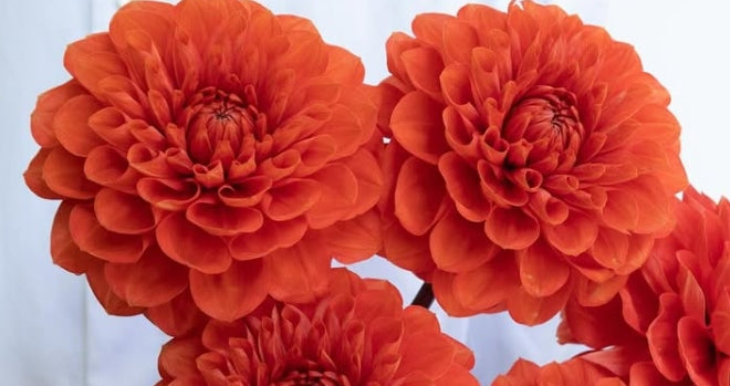 Dahlia ‘Mikan’ 100 Seeds