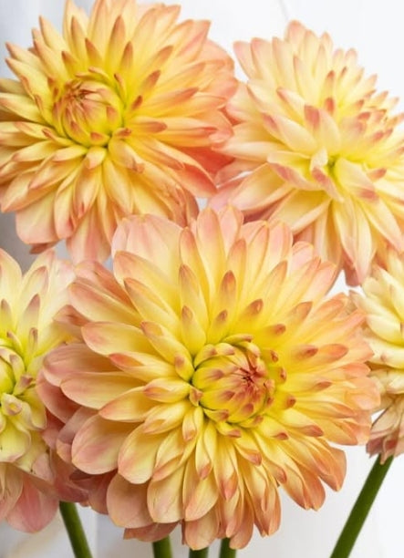 Dahlia ‘Pureness’ 100 Seeds