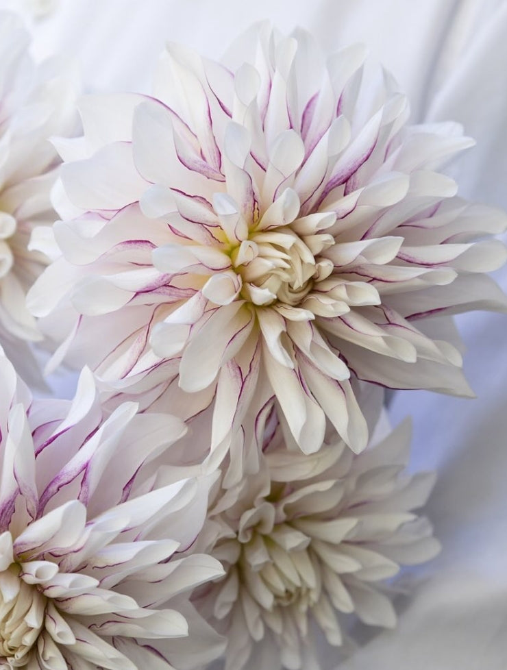 Dahlia ’Milky jam’ 100 Seeds