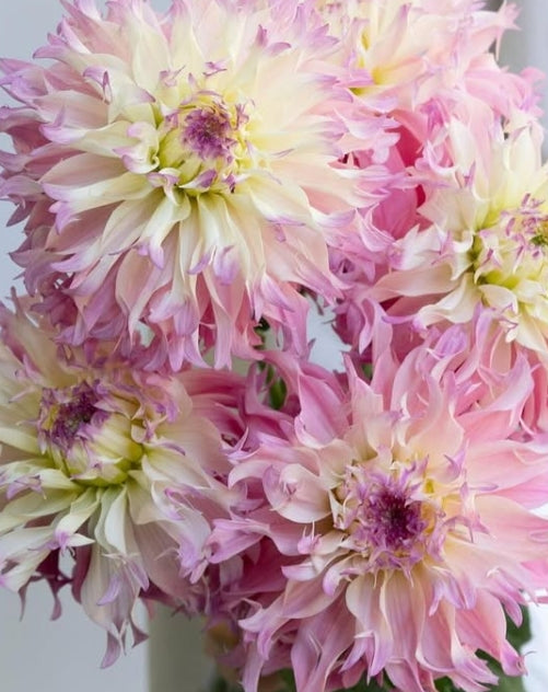 Dahlia ’Harukazeibara’ 100 Seeds
