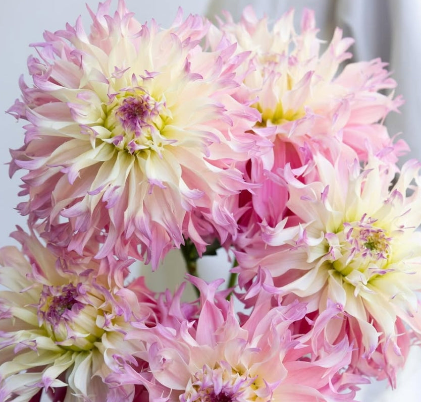 Dahlia ’Harukazeibara’ 100 Seeds
