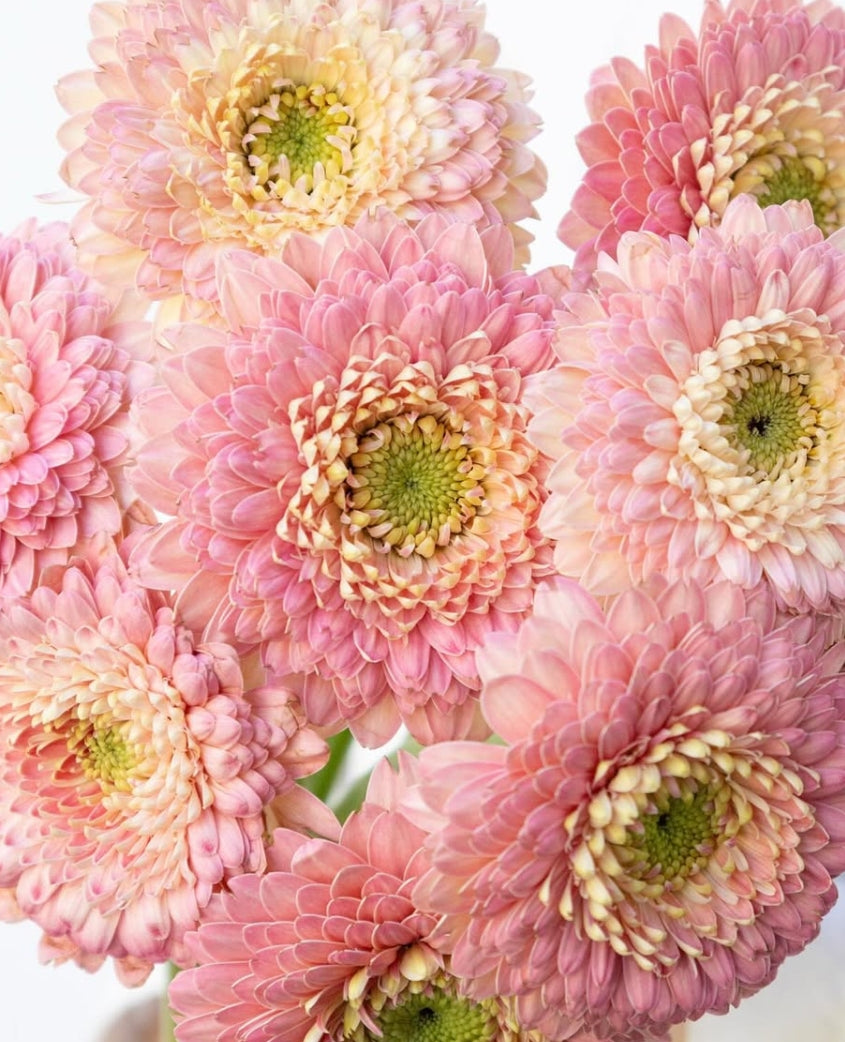Gerbera ‘Bolero Donna’ 50 Seeds