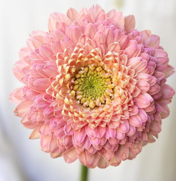 Gerbera ‘Bolero Donna’ 50 Seeds