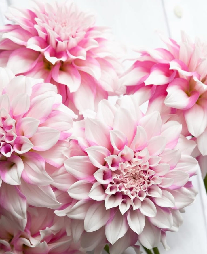 Dahlia pinnata ‘Silky Pink’ 100 Seeds