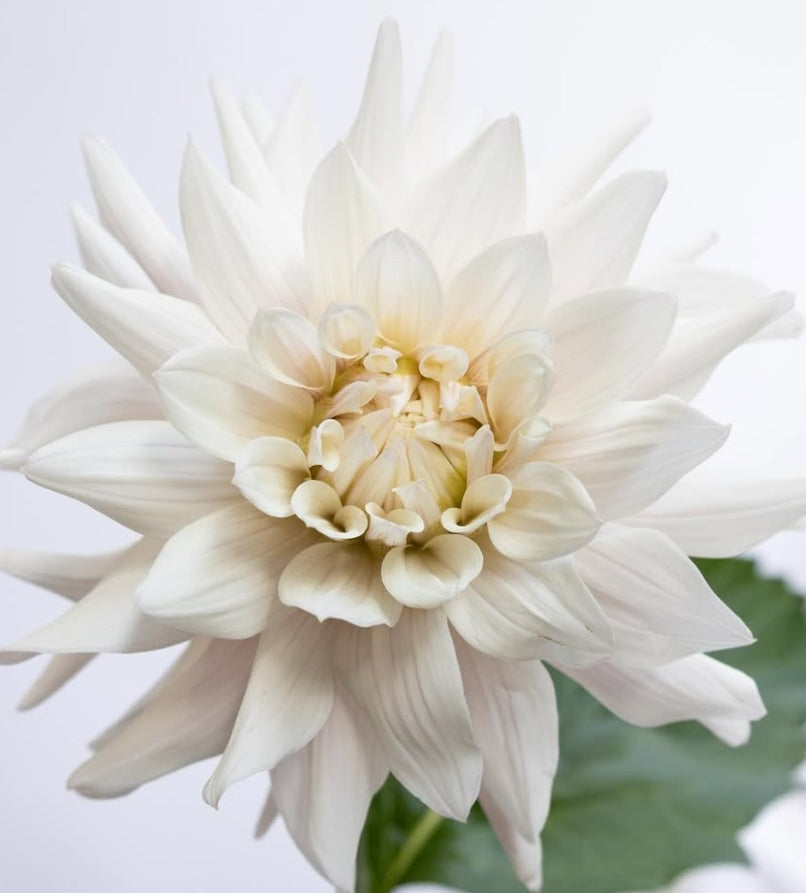 Dahlia ‘Cecil’ 100 Seeds