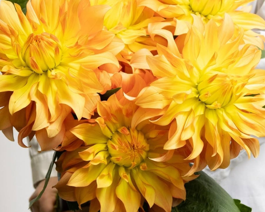 Dahlia hybrid ‘Hiyoku’ 100 Seeds