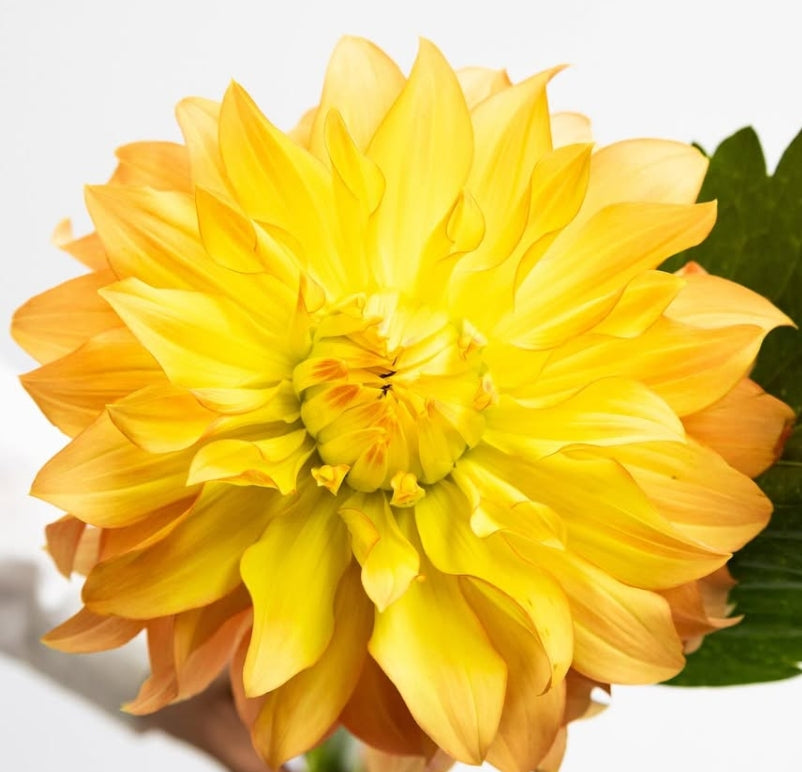 Dahlia hybrid ‘Hiyoku’ 100 Seeds