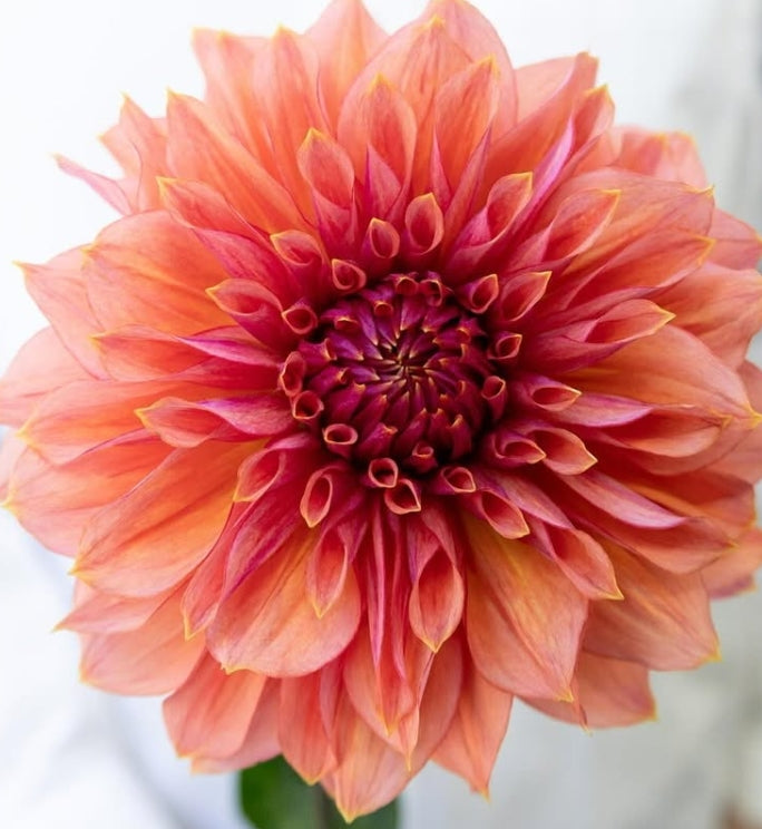 Dahlia ’Sepia’ 100 Seeds