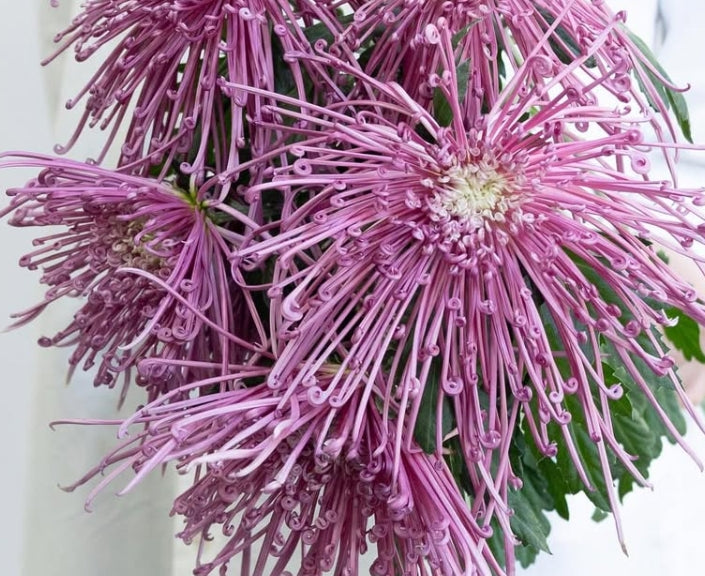 Chrysanthemum morifolium ‘Maxim pink’ 100 Seeds