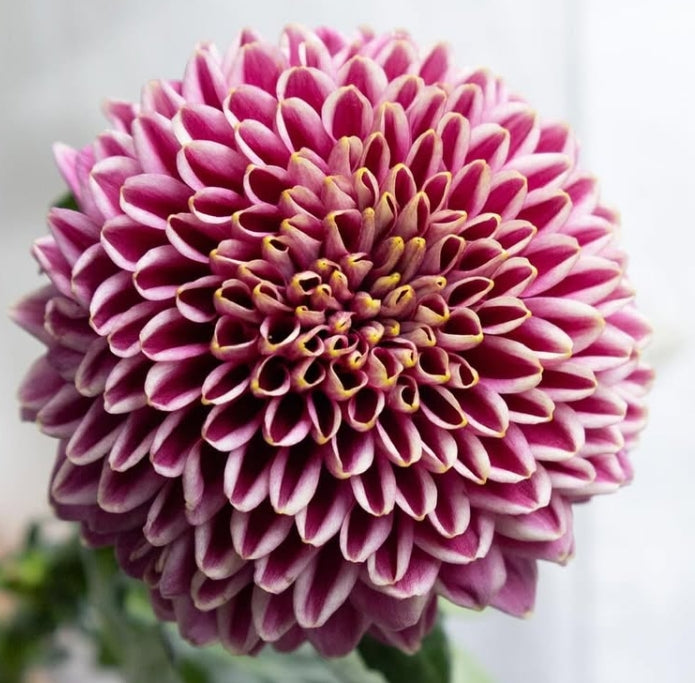 Chrysanthemum morifolium ‘Souls‘ 100 Seeds