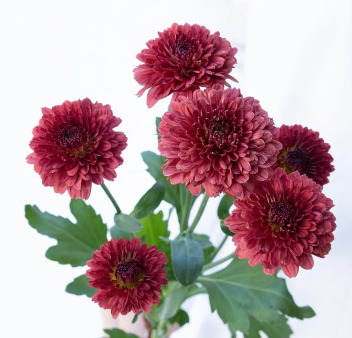 Chrysanthemum morifolium ‘Lollipop Red’ 100 Seeds