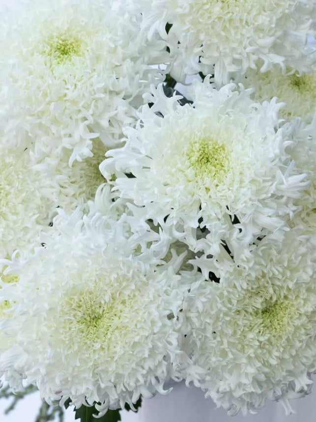 Chrysanthemum morifolium ‘Yume no Kirameki’ 100 Seeds