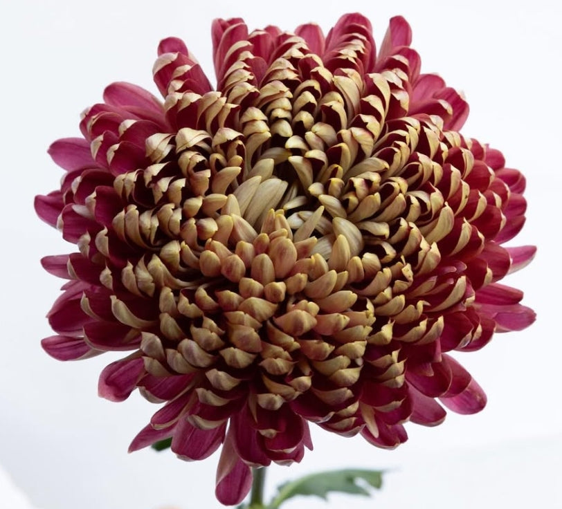 Chrysanthemum morifolium ‘Couture Blush’ 100 Seeds
