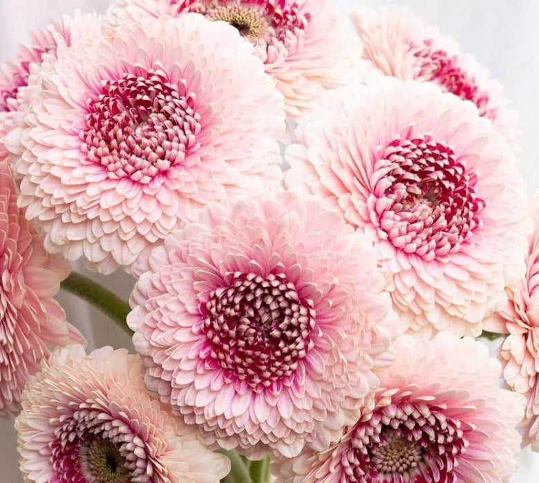 Gerbera ‘Camilla’ 50 Seeds