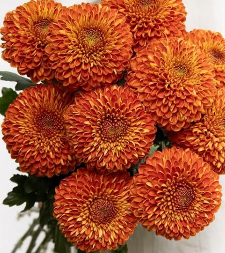 Chrysanthemum morifolium ‘Marrakesh’ 100 Seeds