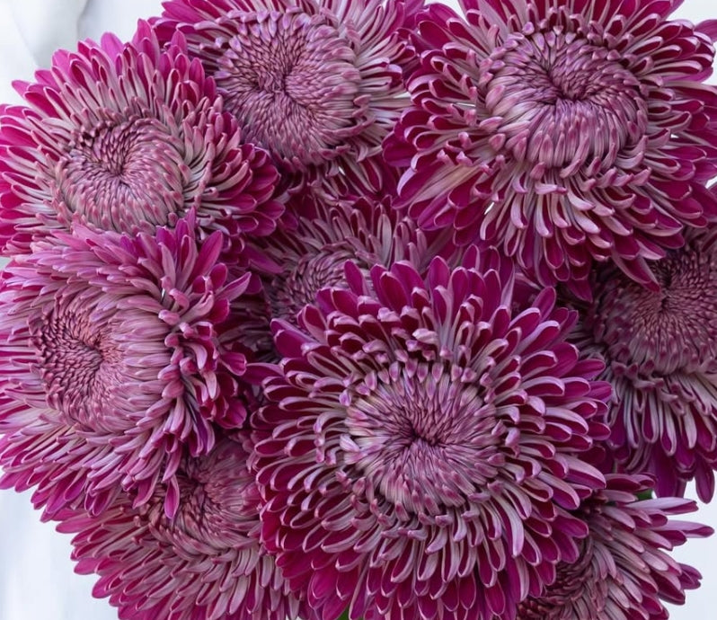 Chrysanthemum morifolium ‘Couture’ 100 Seeds