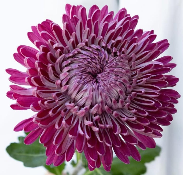 Chrysanthemum morifolium ‘Couture’ 100 Seeds