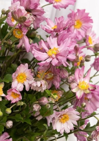 Anemone hupehensis var. japonica 6 Bulbs