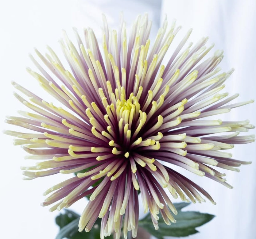 Chrysanthemum morifolium ‘Hedgehog’ 100 Seeds